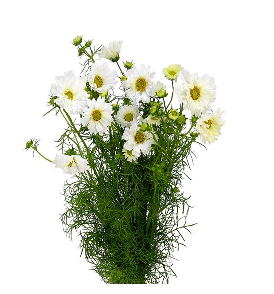 Cosmos bipinnatus white 70 - COSBIPWHI