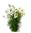 Cosmos bipinnatus white 70 - COSBIPWHI