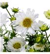 Cosmos bipinnatus white 70 - COSBIPWHI1
