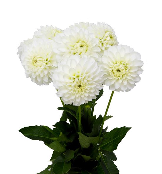 Dahlia bazuin snow white 40 - DAHBAZSNOWHI