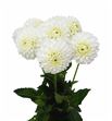 Dahlia bazuin snow white 40 - DAHBAZSNOWHI