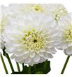 Dahlia bazuin snow white 40 - DAHBAZSNOWHI1