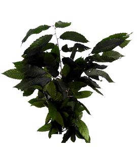 Castaño preservado verde - CASPREVER