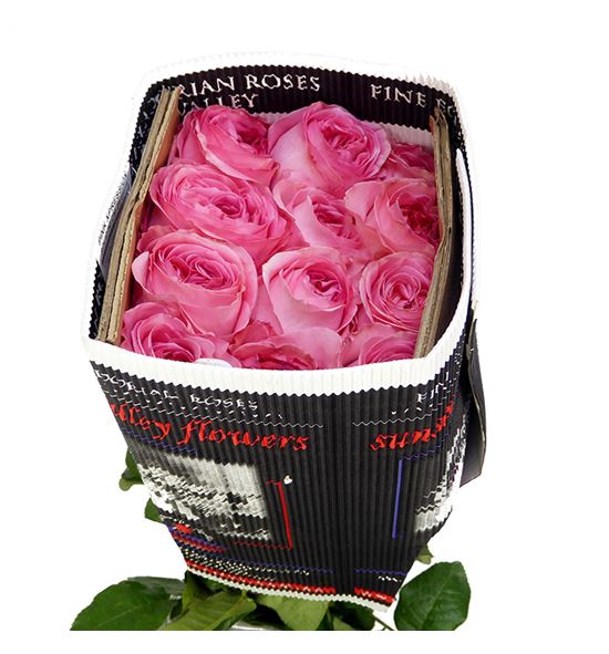 Rosa col pink xpression 50 - RCPINXPR