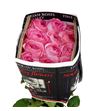 Rosa col pink xpression 50 - RCPINXPR