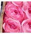 Rosa col pink xpression 50 - RCPINXPR1