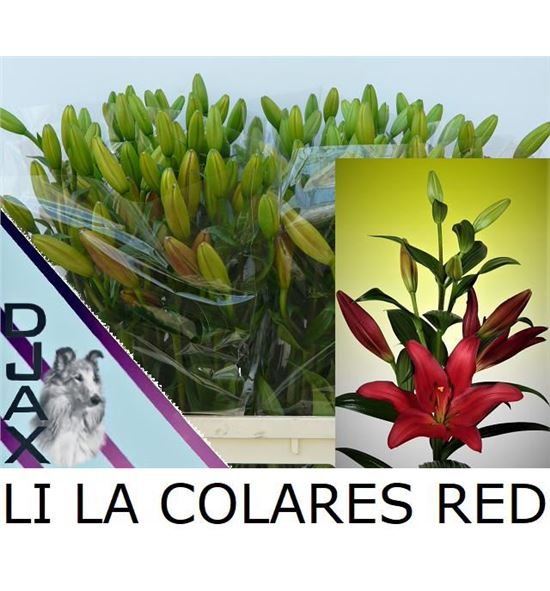 Lilium la hol colares 90 - LAHCOL