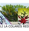 Lilium la hol colares 90 - LAHCOL