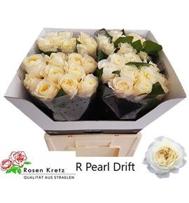 Rosa hol pearl drift 50 - RGRPEADRI