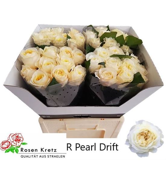 Rosa hol pearl drift 50 - RGRPEADRI