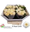 Rosa hol pearl drift 50 - RGRPEADRI