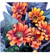 Heliopsis red shades 55 - HELREDSHA1