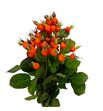Rozen pumkin 40 - ROZPUM