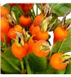 Rozen pumkin 40 - ROZPUM1