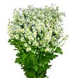 Tanacetum col. manzanilla - TANSINVEG