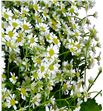 Tanacetum col. manzanilla - TANSINVEG1