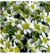 Tanacetum col. manzanilla - TANSINVEG2