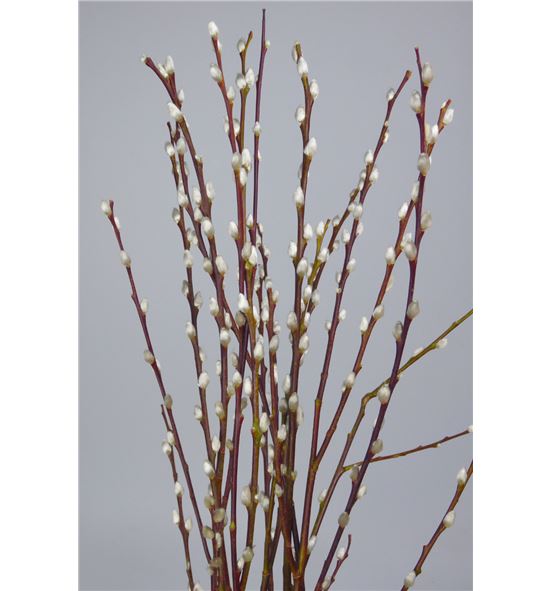Salix wilgenkatjes 40 - SALWIL