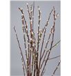 Salix wilgenkatjes 40 - SALWIL