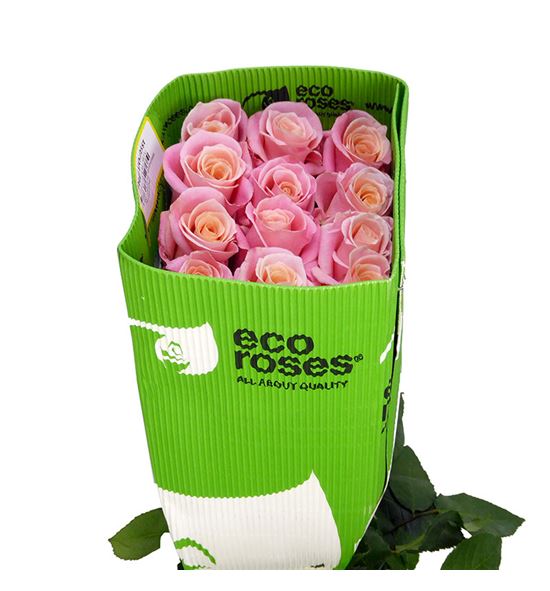 Rosa ecu miss piggy 60 - REMISPIG