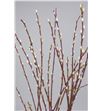 Salix wilgenkatjes 40 - SALWIL1