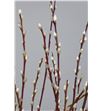 Salix wilgenkatjes 40 - SALWIL2