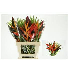Boeket heliconia cottiere 65 - BQTHELCOT65