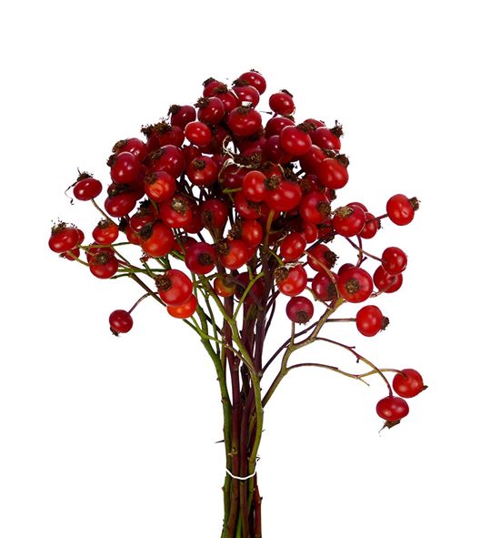 Rozenbottel mag delight 40 - ROZMAGDEL