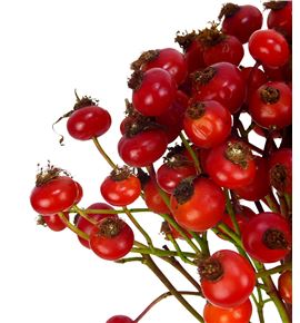 Rozenbottel mag delight 40 - ROZMAGDEL