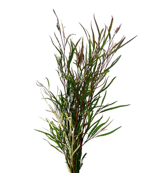 Grevillea spiderman 70 - GRESPI