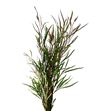 Grevillea spiderman 70 - GRESPI