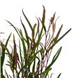 Grevillea spiderman 70 - GRESPI1