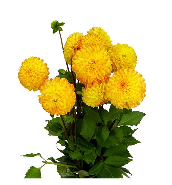 Dahlia souvenir d´ete 45 - DAHSOUDET
