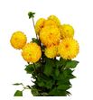 Dahlia souvenir d´ete 45 - DAHSOUDET