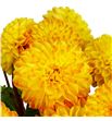 Dahlia souvenir d´ete 45 - DAHSOUDET1