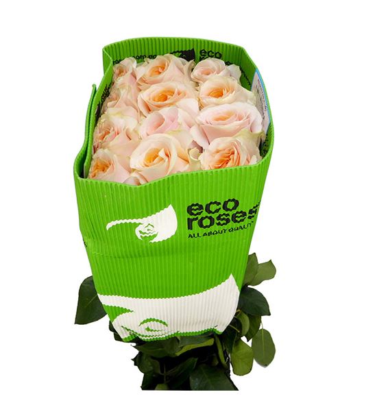 Rosa ecu felicity 60 - REFEL