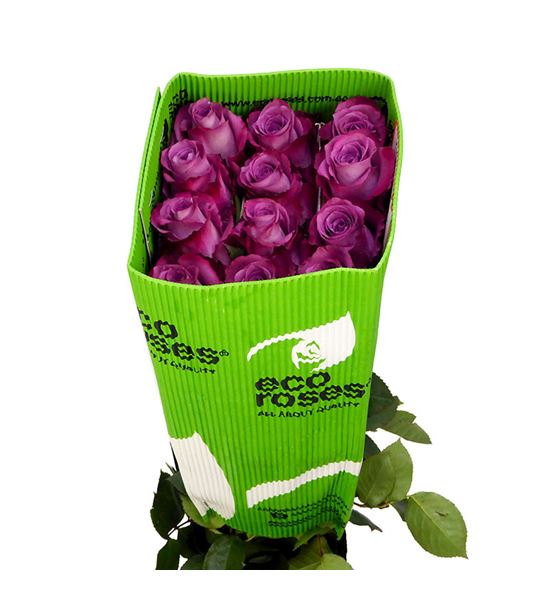 Rosa ecu piacere 50 - REPIA
