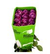 Rosa ecu piacere 50 - REPIA