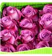 Rosa ecu piacere 50 - REPIA1