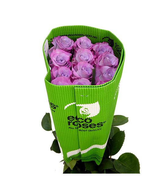 Rosa ecu purple haze 50 - REPURHAZ