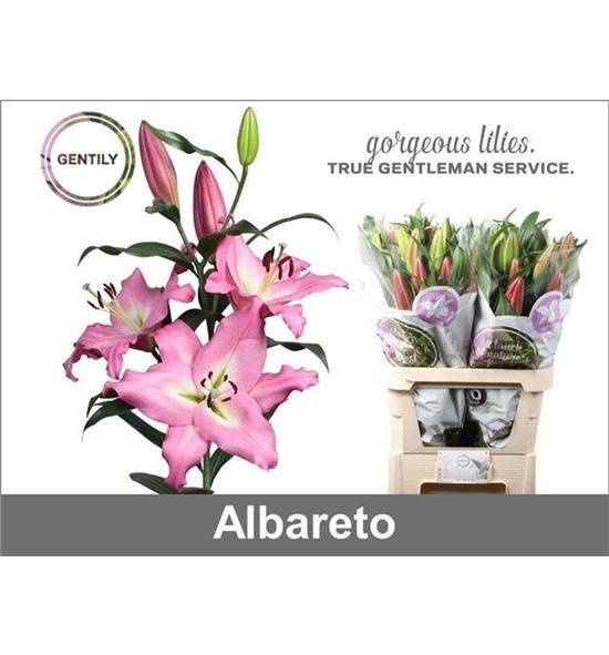 Lilium oriental hol albareto 90 - LOHALB