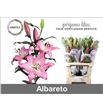 Lilium oriental hol albareto 90 - LOHALB