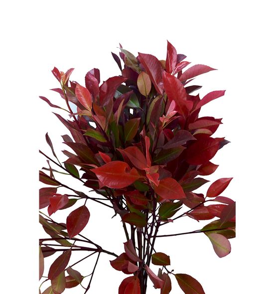 Photinia red robin 60 - PHOREDROB