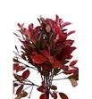 Photinia red robin 60 - PHOREDROB
