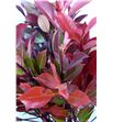 Photinia red robin 60 - PHOREDROB1