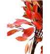 Photinia red robin 60 - PHOREDROB2