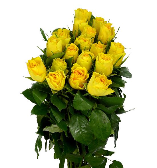 Rosa hol solero 70 - RGRSOLE