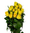 Rosa hol solero 70 - RGRSOLE