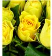 Rosa hol solero 70 - RGRSOLE1