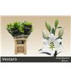 Lilium oriental hol vestaro 100 - LOHVES
